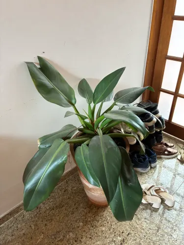 Planta Pacová (Philodendron martianum)