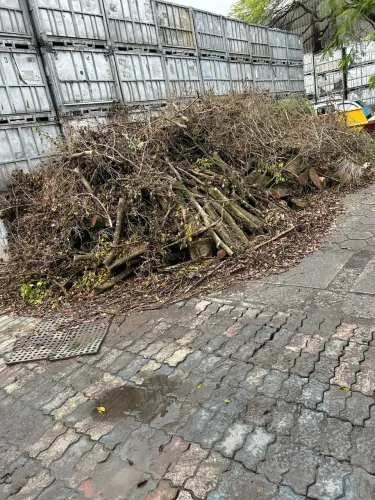 Doação de lenha de ficus - retirada em Diadema