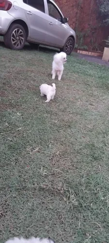 Poodle