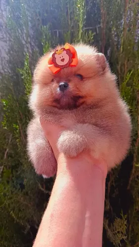 Filhote de Lulu da pomerânia macho