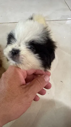 Shihtzu fêmea