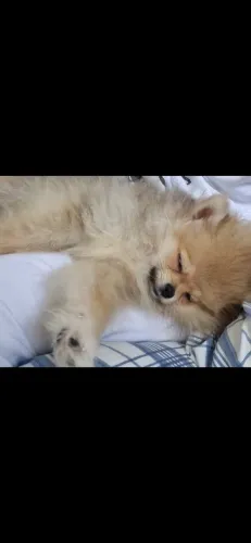 Vendo filhote macho lulu pomerânia