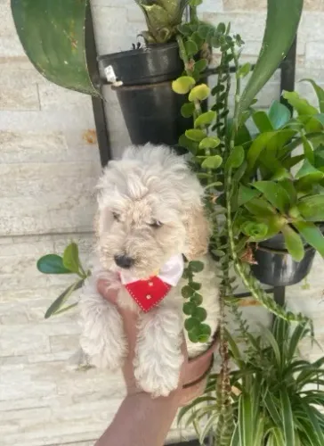 Cachorro poodle toy puro machinho