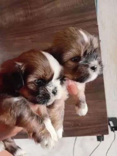 Filhotes de shih tzu macho e fêmea raça pura já estão vermificado e comendo comendo ração 
