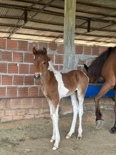 Potro mangalarga PREÇO PRA VENDER LIGEIRO