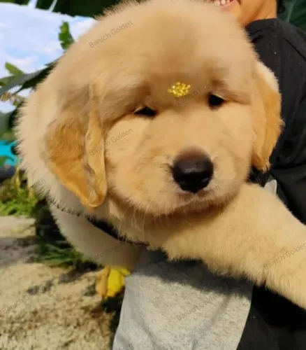 Golden Retriever Fofuras liberadas para entrega