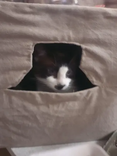 Cama de gato