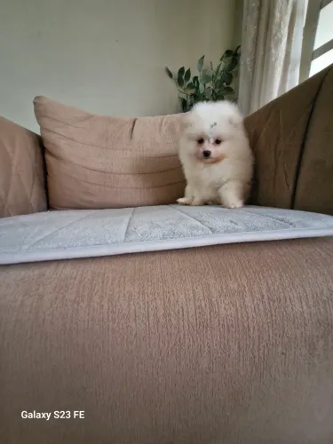 Luluzinho macho anão