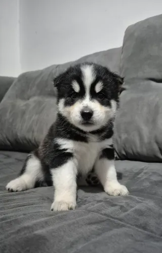 Filhote Fêmea de Husky Siberiano