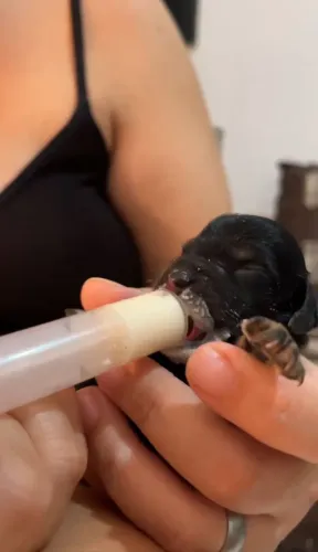 FILHOTE DACHSHUND MINIATURA PÊLO LONGO