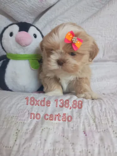 Bebê Shihtzu fêmea 