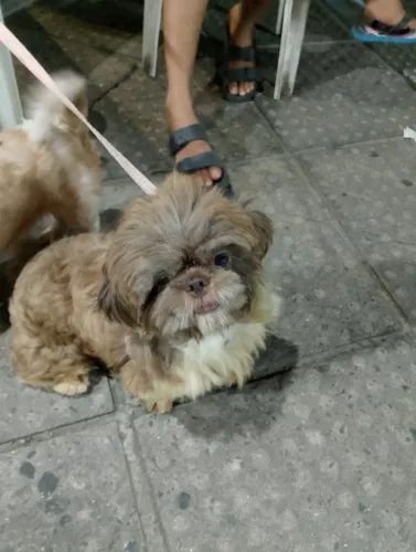 Vendo ou troco shihtzu chocolate com branco de fucinho marrom macho , 11 meses