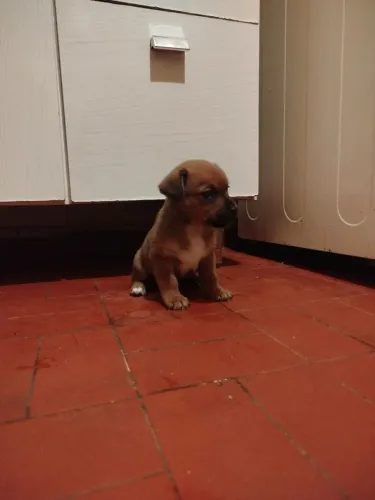Filhote de cachorro