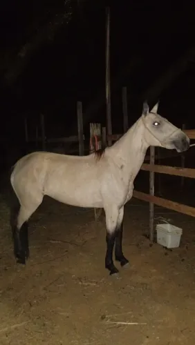 Cavalo 