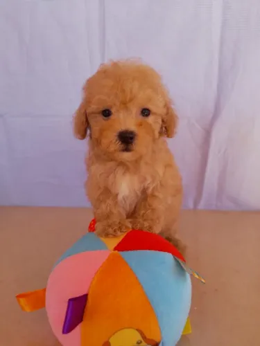 Poodle toy macho