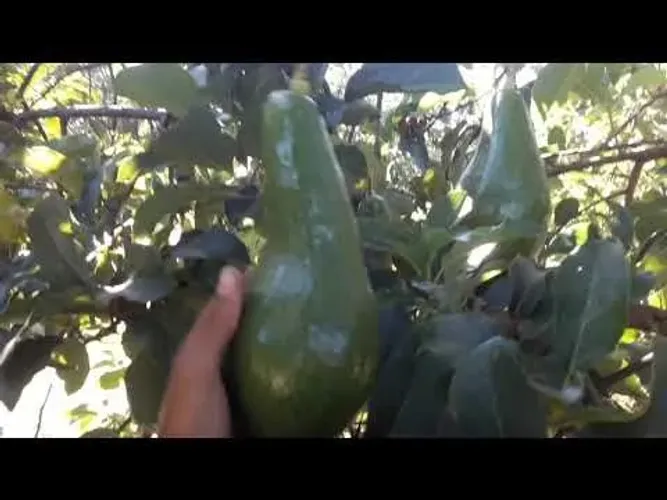 Abacateiro enxertado Variedades: abacate Fortuna e abacate quintal (vendo mudas)