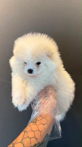 Lulu da pomerania (fêmea) ursinho e anã
