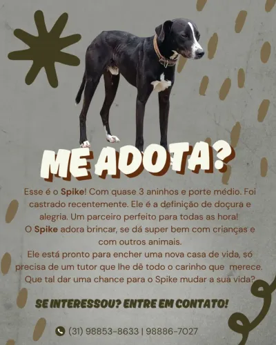 Adoção Pet