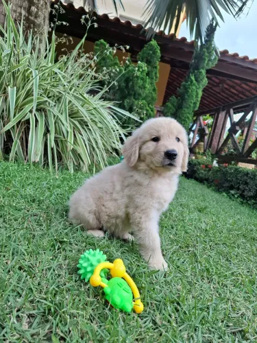 GOLDEN RETRIEVER SHOW