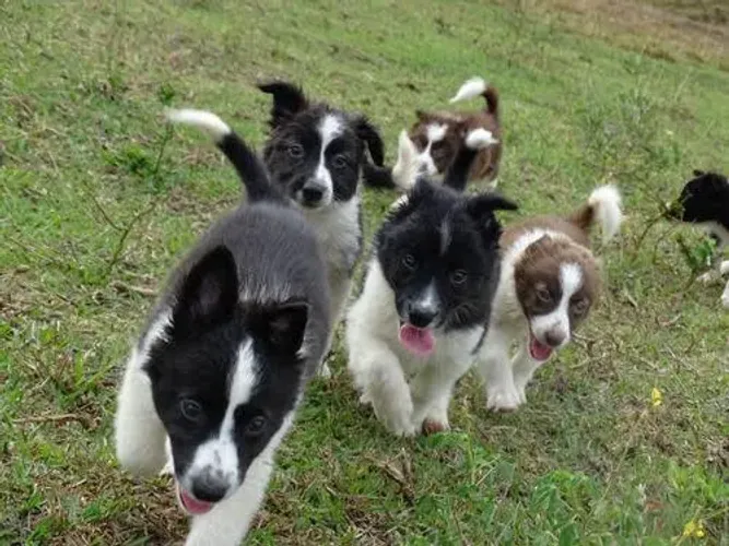 Border collie