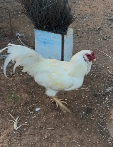 Galo barbado branco
