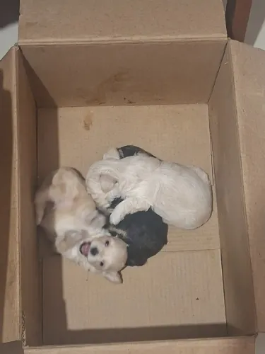 Vendo filhotes de ihasa mini porte lindos e fofos