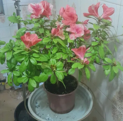 Planta Azaleia