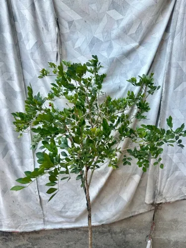 Muda da planta Murta de Cheiro