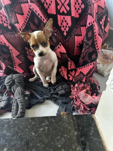 Cachorro pinscher