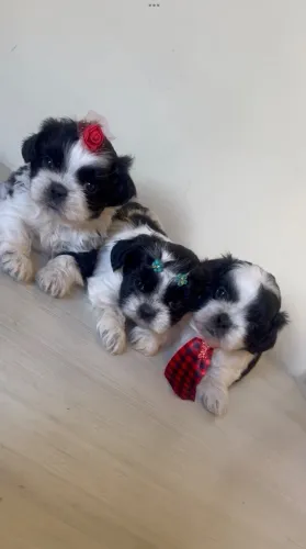 Shih tzu mini macho e femea puríssimos 