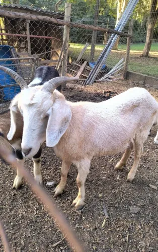 Cabras 