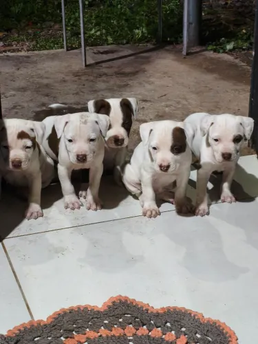 Filhotes de Pitbull