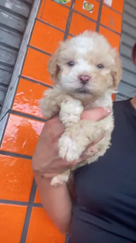 Poodle toy