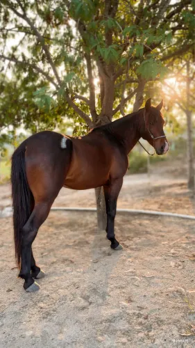Cavalo