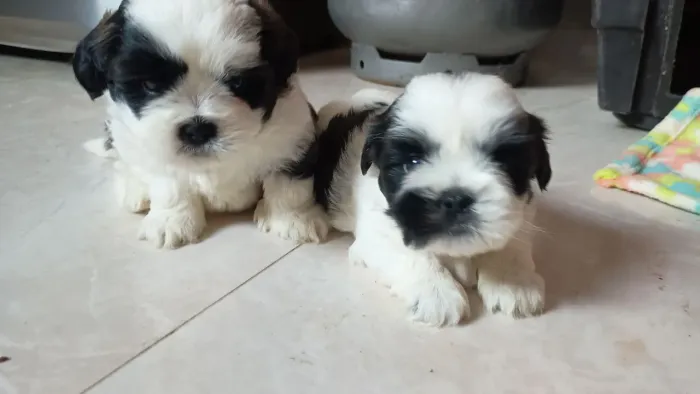 Cachorro