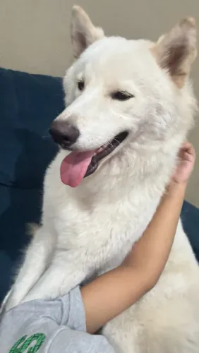Husky Siberiano Macho para Cruza
