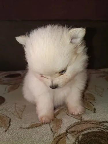 Spitz alemão macho branco ?