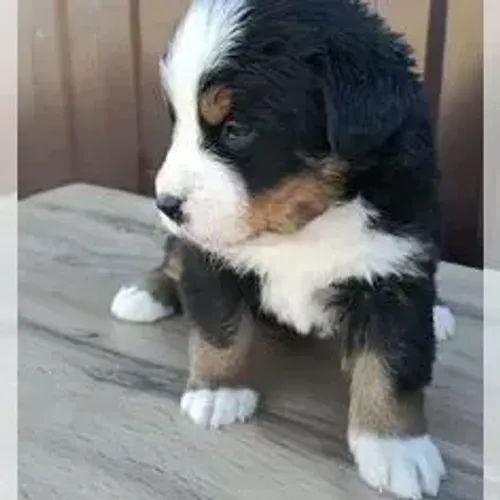 Bernese Mountain Dog,Bernese Mountain Dog Filhote Disponível Entrega Facilitada