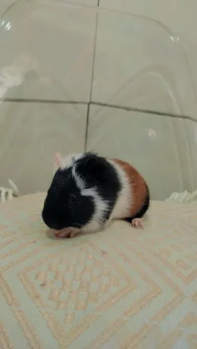 Porquinho da índia tricolor
