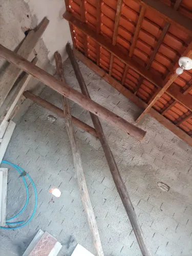 Cinco Pinus de 6 metros super novo