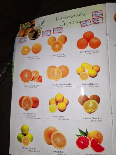 Lindas mudas citricas enxertadas  (Léia a descrição do anúncio)