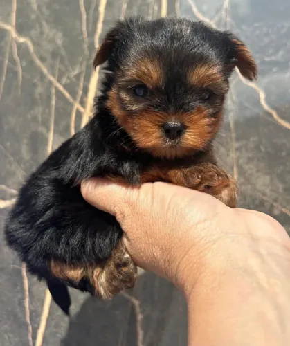 Yorkshire Terrier Macho!! Belo Filhote.