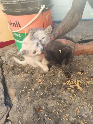 Gatos