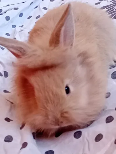 Vendo coelho machinho