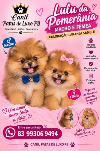 Venda de filhote Lulu da Pomerania