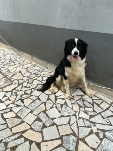 Fêmea de Border collie