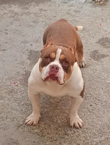 American Bully com pedigree