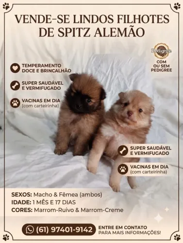 Spitz alemão Fêmea