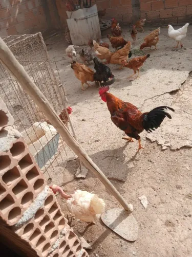 galo