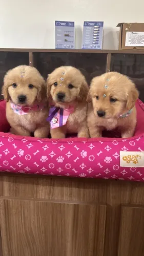Golden Retriever,Golden Retriever Filhote Selecionado Alta Procedência